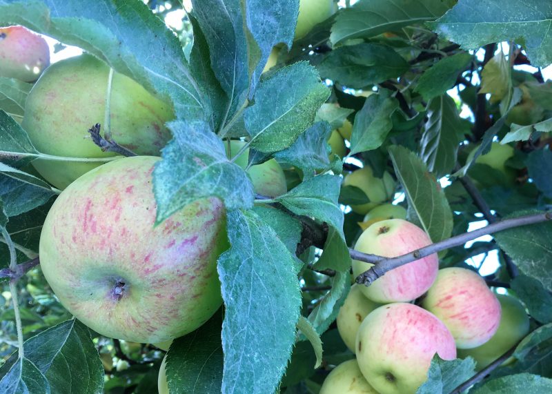 GravensteinApples.jpg North Coast Organic