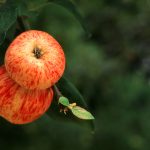gravenstein apple visual