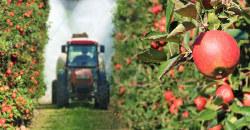 Pesticide Spraying in Apple Orchard