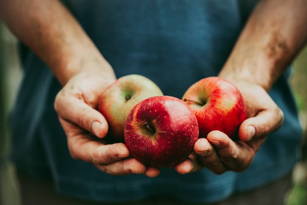 Fresh Organic Apples Stock Photo by mythja